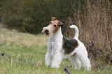 FOX TERRIER 563